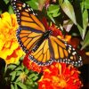 Butterfly On Marigolds Diamond Paintings