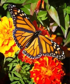 Butterfly On Marigold Diamond Paintings