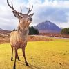 Cute Highland Stag Animal Diamond Paintings