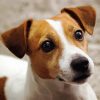 Cute Jack Russel Terrier Diamond Paintings