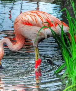 Flamingo Drinking Water Diamond Paintings