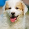 Great Pyrenees Puppy diamond painting