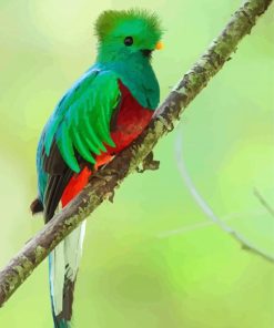 Green Quetzal Bird Diamond Paintings