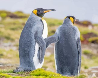 Grey Penguin Couple Diamond Paintings