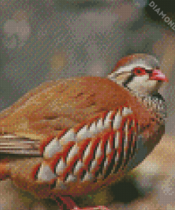 Aesthetic Partridge Bird Diamond Paintings