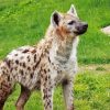 Spotted Hyena Animal Diamond Paintings