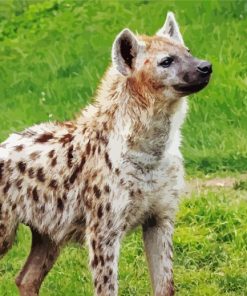 Spotted Hyena Animal Diamond Paintings