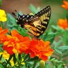Swallowtail On Marigolds Diamond Paintings