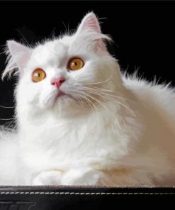 White Persian Cat Diamond Paintings
