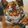 Kitten Tiger Diamond Paintings