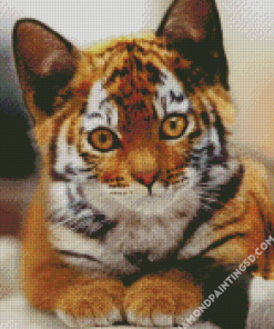 Kitten Tiger Diamond Paintings