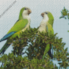 Quaker Parrots Diamond Paintings