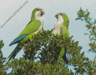 Quaker Parrots Diamond Paintings
