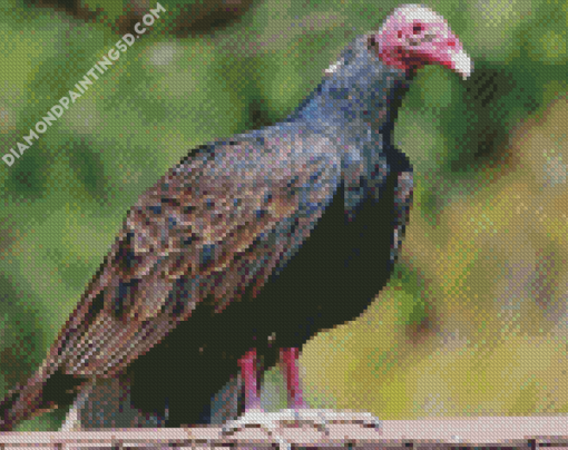 Vulture Black Bird Diamond Paintings
