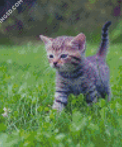 Adorable Small Kitten Tiger Diamond Paintings