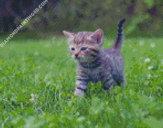Adorable Small Kitten Tiger Diamond Paintings