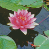 Pink Lotus Blossom Diamond Paintings