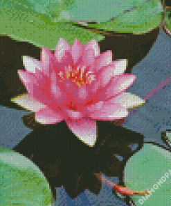 Pink Lotus Blossom Diamond Paintings