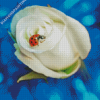 Ladybug On White Rose Diamond Paintings