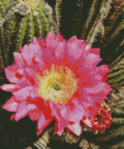 Cactus With Pink Rose Diamond Paintings