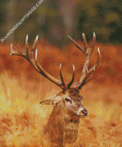 Deer Antlers Close Up Diamond Paintings