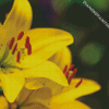 Yellow Lily Flowers Diamond Paintings