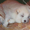 Sleepy Wolf Cubs Diamond Paintings