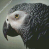 African Grey Parrot Head Diamond Paintings