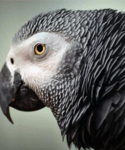 African Grey Parrot Head Diamond Paintings