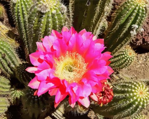 Cactus With Pink Rose Diamond Paintings