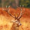 Deer Antlers Close Up Diamond Paintings