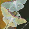 Luna Moth Insect sDiamond Paintings