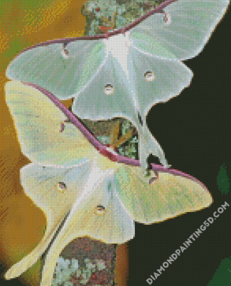 Luna Moth Insect sDiamond Paintings