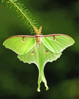 Luna Moth Insect Diamond Paintings