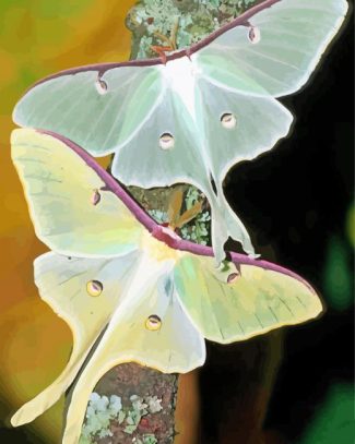 Luna Moth Insects Diamond Paintings