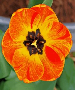 Orange Close Up Tulip Diamond Paintings