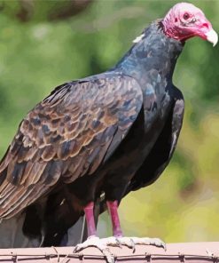 Vulture Black Bird Diamond Paintings