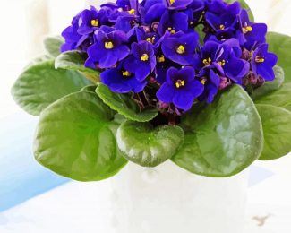 Aesthetic African Violets Diamond Paintings