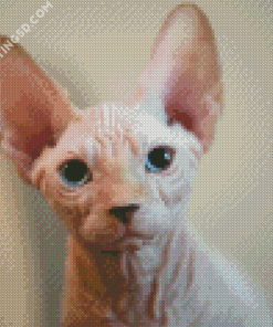 Aesthetic Hairless Cat Diamond Paintings