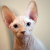 Aesthetic Hairless Cat Diamond Paintings