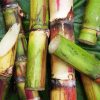 Aesthetic Sugarcane Plant Diamond Paintings