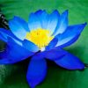 Blue Lotus Blossom Diamond Paintings