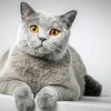 Grey White Cat Diamond Paintings