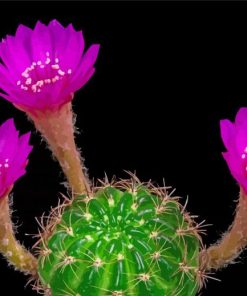 Pink Flowers Blooming Cactus Diamond Paintings