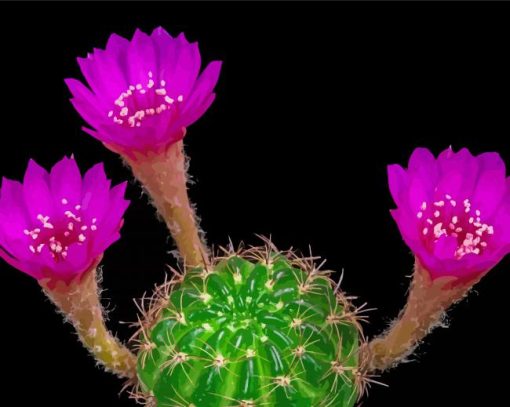 Pink Flowers Blooming Cactus Diamond Paintings
