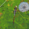 Dragonfly And Dandelion Diamond Paintings