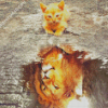 Cat Water Reflection Diamond Paintings