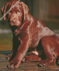 Chocolate Labrador Dog Diamond Paintings