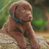 Chocolate Labrador Puppy Diamond Paintings