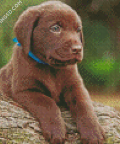 Chocolate Labrador Puppy Diamond Paintings